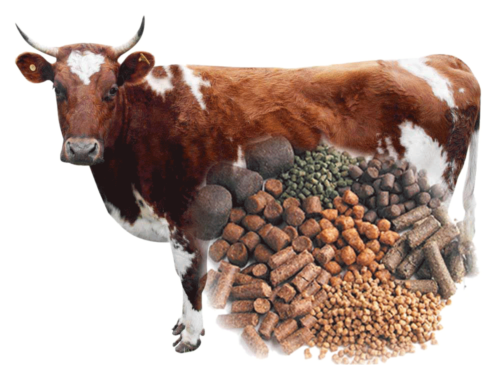 cattle feed pellet 2